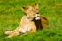 Lion - 2123_00003