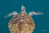 0A3A7864 Turtle in Green Ocean