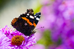 Butterfly - 7255