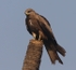 Black Kite