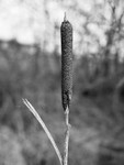 Bulrush 01
