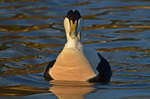 Eider