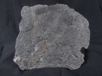 crd013 Pentacrinites dichotomus