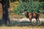 Red Deer