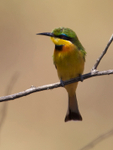Little Bee-eater portfolio