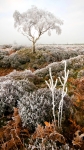 Beeley Moor Tree Frost 3