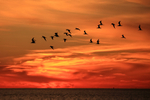 Black Skimmer portfolio