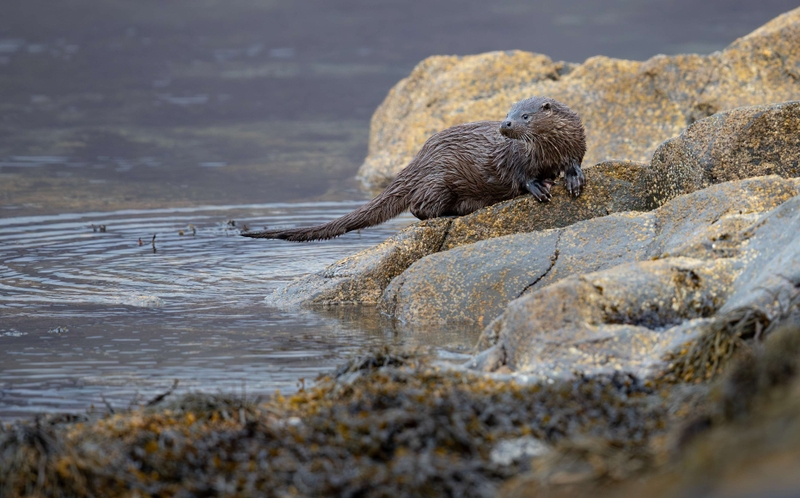 Eurasian Otter - Isle of Mull - Scotland