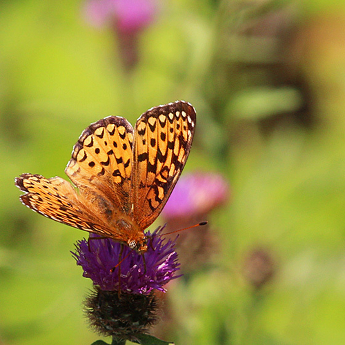 An Atlantis Fritillary butterfly feeding nectaring on black knapweed.