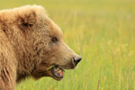 Brown Bear (female) eating grass close side view, Lake Clark, Alaska