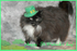 Happy St Patrick's day!