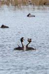 Great Crested Grebe Courtship Ritual