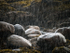 RAIN, UDRIGLE BEACH - SCOTLAND