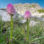 Wild Orchids 2020 portfolio