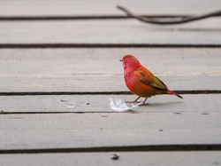 Red-billed Firefinch