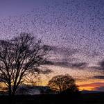 Starlings