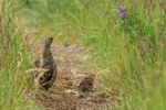Spruce Grouse portfolio