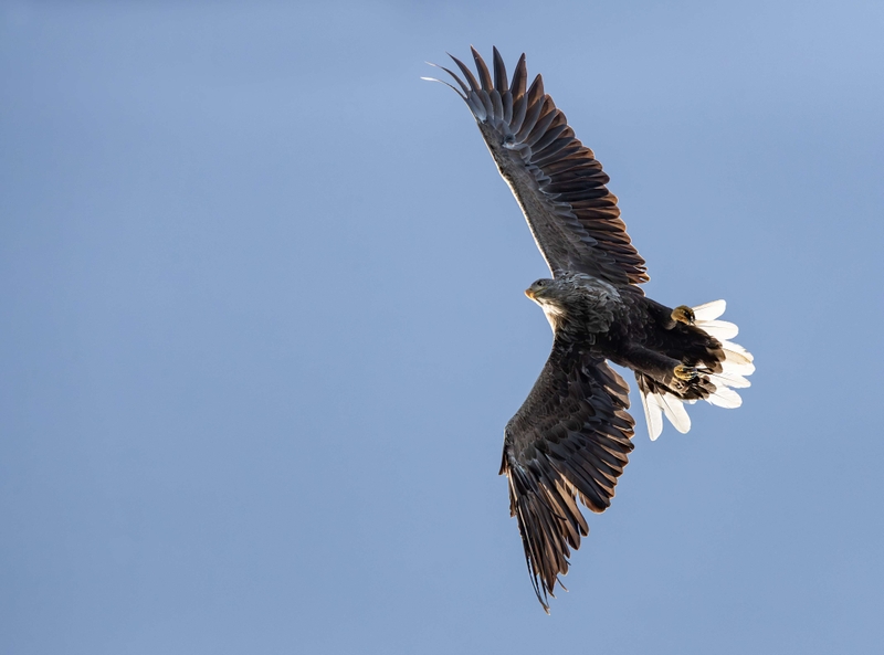 White Tailed Eagle - Isle of Mull - Scotland
