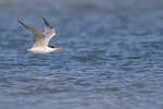 Royal Tern flying wings up, Fort De Soto Park, Florida