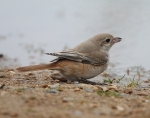 Isabelline Daurian Shrike