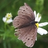 Moth-1
