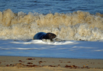 Atlantic Grey Seal