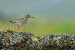 Redshank on lava rock, Iceland