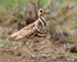 Three-Banded (Heuglin's) Courser