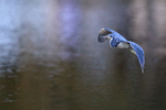 Tricolored Heron late afternoon flight, Venice Rookery, Florida