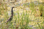 American Bittern, Viera Wetlands, Florida