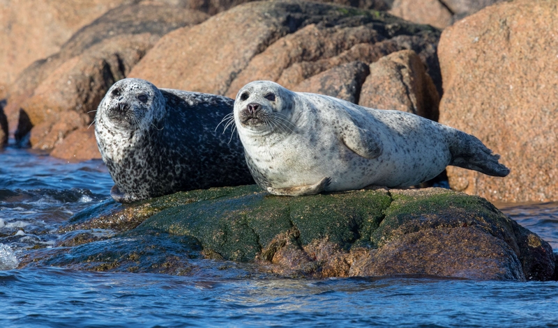 Common Seal - Isle of Mull - Scotland