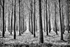 Tree Stand 02