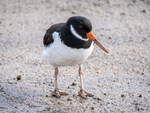 Oystercatcher