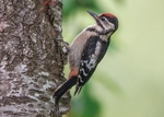 Great Spotted Woodpecker