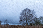 Starling Murmurations, Avalon Marshes_GS1110