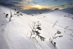 Roseberry Topping - Winter Bracken.