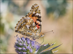 Print - Bronze - John Whitehurst - Painted Lady on Sea Holly