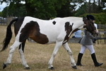 WJ6_8278