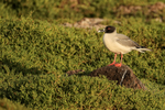 Swallow-tailed Gull, early morning, South Plaza, Galapagos