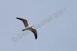 Gull in flight 1 26th March 11 DSC_6432