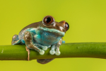 Ruby Eyed Tree Frog