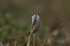 Silver studded blue butterfly, Emerging from ants nest
