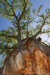 Botswana Baobab
