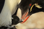 Rockhopper Penguin & chick, close view, Sea Lion Island