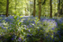Bluebell Pools at Soudley