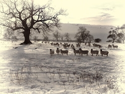 Bleak Mid Winter.