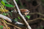 Slaty Spinetail portfolio