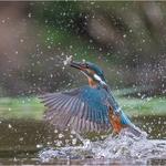 Kingfisher Takeaway