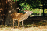 Red Deer
