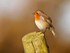 Robin perched on a fence post in morning light at Durlston